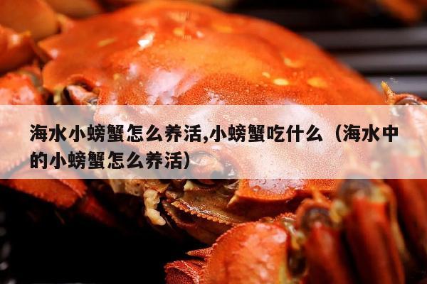 海水小螃蟹怎么养活,小螃蟹吃什么（海水中的小螃蟹怎么养活）