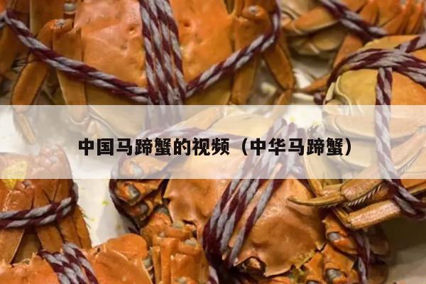 中国马蹄蟹的视频（中华马蹄蟹）